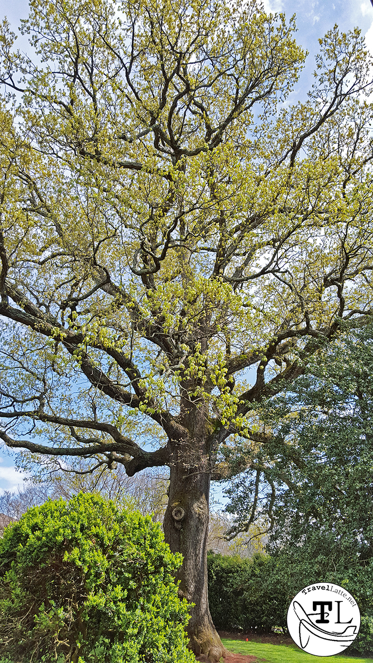 Highland’s Mighty Oak Tree | TravelLatte